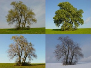 Poplars_in_four_seasons
