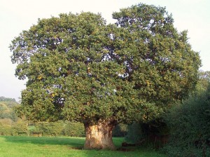 800px-Very_old_Oak_tree