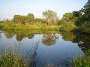 Pond_near_River_Ray_2_-_geograph.org.uk_-_1266771