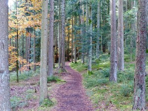 Black_Forest-_path_(10562040746)