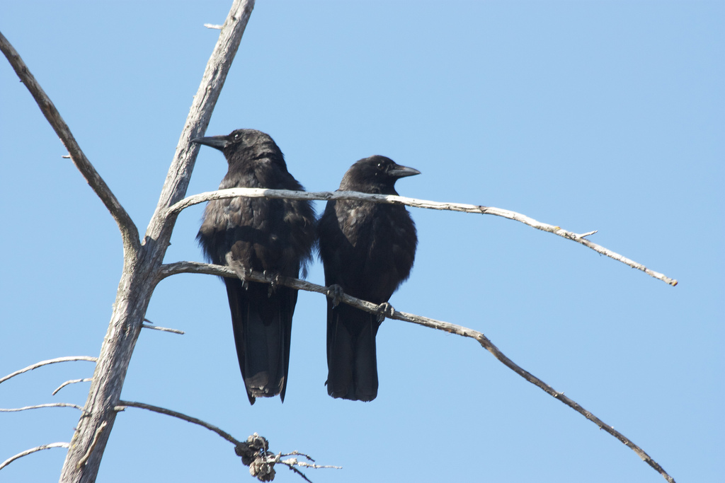 Y Mabinogi – The Blessing of Two Crows